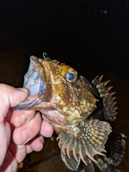 ガシラ自己記録更新